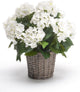 Emerald Kunstplant Hortensia 45cm wit in pot