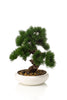 Emerald Kunstplant Bonsai Pinus 37cm