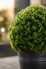 Emerald Kunstplant Buxus bol UV 40cm