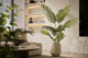 Emerald Kunstplant Paradise Palm 160cm