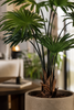 Emerald Kunstplant Livistona Palm 240cm