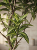Emerald Kunstboom Dracaena 155cm