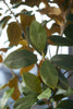 Emerald Kunstboom Magnolia Denudata 240cm
