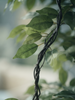 Emerald Kunstboom Ficus Deluxe Vine 200cm