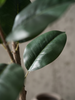 Emerald Kunstboom Ficus Elastica 210cm