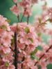 Emerald Kunstboom Kersenbloesem 210cm peach