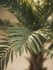 Emerald Kunstboom Palm UV 210cm
