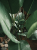 Emerald Kunstplant Strelitzia 190cm