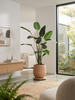 Emerald Kunstplant Strelitzia 190cm